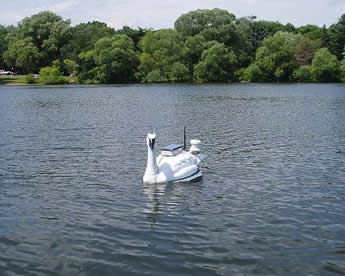 Remote-sensing swan on Turner's Pond in Milton, MA