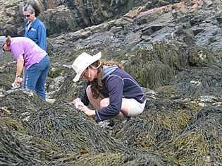 teachers investigating rocky shore ecosystem