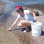 Researcher Jacqui Steinback collecting snails from Sippiwisset Marsh, Falmouth, MA