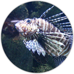 Lion Fish